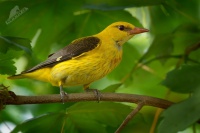 Zluva hajni - Oriolus oriolus - Eurasian Golden Oriole 9442